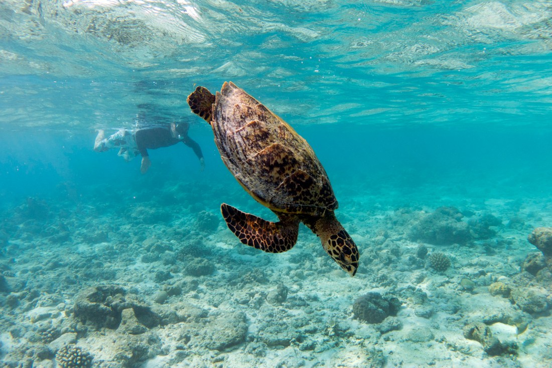 25705663280_febf8ef21f_o