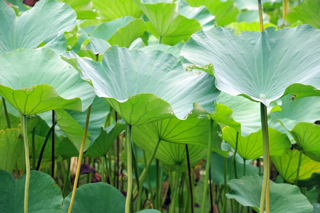 3992546541_5d711c6fa9_o