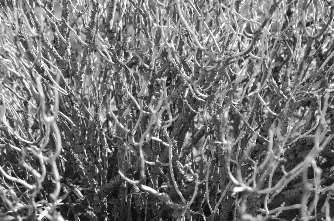 5563876825_1eac37b38c_o